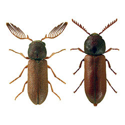 S.I.S. Roma - Anobidi, P. Tilinus