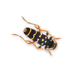 S.I.S. Roma - Cerambicidi scarabeo vespa