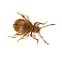 S.I.S. Roma - Coleotteri delle derrate scarabeo ragno dorato