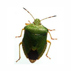 S.I.S. Roma - Cimice pentatomide delle piante verdi
