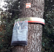Collare anti larve - Processionaria