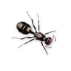 S.I.S. Roma - Formica nera