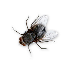 S.I.S. Roma - Mosca carnaria