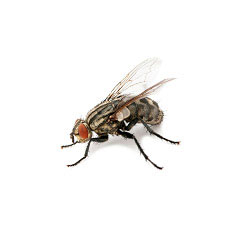 S.I.S. Roma - Mosca cavallina