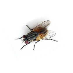 S.I.S. Roma - Mosca domestica