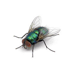 S.I.S. Roma - Mosca verde