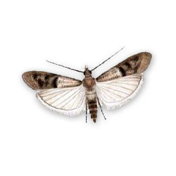 S.I.S. Roma - Tignola fasciata