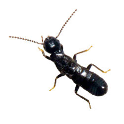 S.I.S. Roma - Termite nera lucifuga