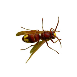 Vespa Orientalis