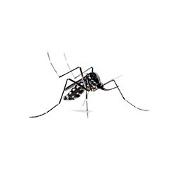 S.I.S. Roma - Zanzara Aedes